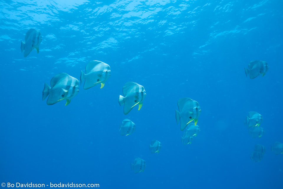 BD-150425-Maldives-8557-Platax-teira-(Forsskål.-1775)-[Longfin-batfish].jpg